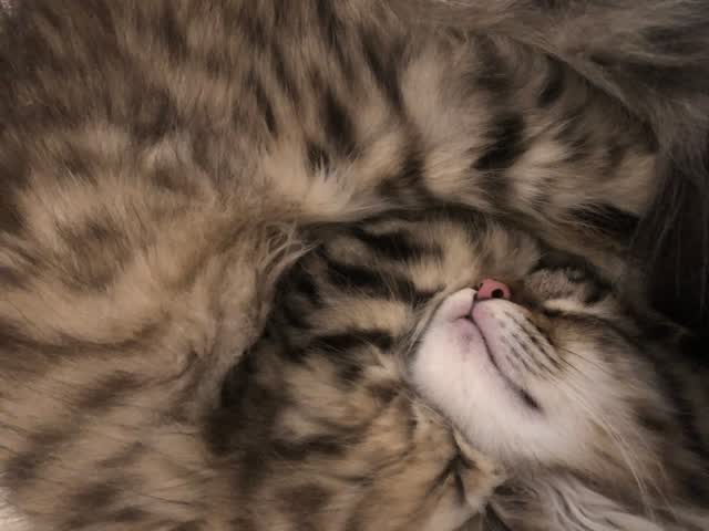 愛猫のLINEbotを作った話